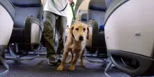 Cani e gatti di tutte le taglie potranno viaggiare in aereo in cabina