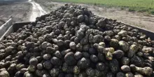 Cose dell'altro mondo, la newsletter. Le patate in Russia costano il triplo di un anno fa