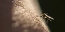 Virus West Nile, muore una donna a Fondi. Era stata punta da una zanzara e ricoverata con la febbre alta