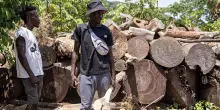 La deforestazione aumenta di oltre un terzo le vittime dei colpi di calore