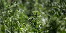 La maxi-inchiesta a Torino sulla cannabis light era solo fumo: archiviate tutte le accuse