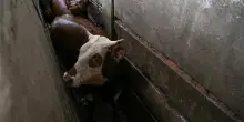 Perché la crudele macellazione degli animali in Argentina ci riguarda