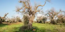 Biomateriale (e nuovi alberi) dalle radici degli olivi uccisi dalla xylella