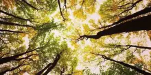 Funghi e castagne: l’Appennino si svela con i colori dell’autunno
