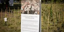 Tra il Circo Massimo e il Palatino rinasce una vigna dell’antica Roma