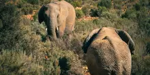 Madikwe, il dilemma dei Parchi africani. Se ci sono troppi elefanti bisogna ucciderli?