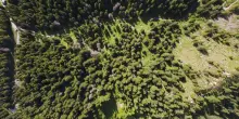 Foresta Italia festeggia tre anni con oltre 132.000 piante