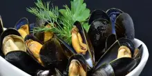 Slow food Italia: serve stop a pesca mosciolo selvatico Portonovo