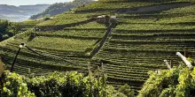 Esce il “Riesling Trentino Doc 2023” di Cembra Cantina di Montagna