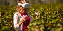 Vino, la realtà virtuale tra le vigne di Bolgheri di Campo alla Sughera