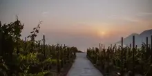 Vino, “Sunset Live Music”: musica tra le vigne di Tenuta di Castellaro
