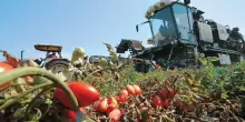 Al via la raccolta del pomodoro, ma pesa la siccità al Sud