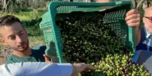 Per i dazi di Trump stangata da un miliardo per vino e olio (Coldiretti)