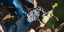 Vino, Primitivo di Manduria: vendemmia di qualità ma mercato fragile