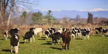 Nuovo focolaio Dermatite nodulare bovina in Francia, nel Rodano