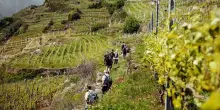 Vino, Chiavennasca: la grande uva che nasce nella roccia della Valtellina