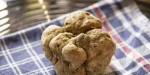 Al via al Crea corso alta formazione sulla filiera del tartufo
