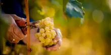Vino, in Alto Adige una vendemmia precoce e breve che fa ben sperare
