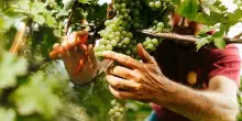 Consorzio Lugana Doc: vendemmia guidata da qualità e sostenibilità