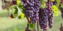 Vino, dalla Sicilia all’Alto Adige si prevede una grande annata