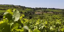 Vino, 18 produttori danno vita al Consorzio dei vini Mandrolisai