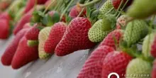 La fragola della Basilicata diventa ufficialmente Igp