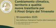 Il 19 novembre a Trento il Congresso Doc Delle Venezie sul Pinot Grigio