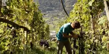 Consorzio vini Valtellina: vendemmia preannuncia un’annata positiva
