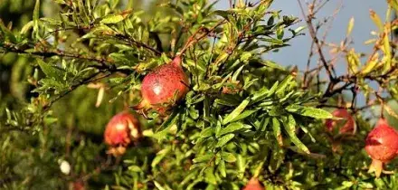 Melagrane: in Puglia produzione a macchia di leopardo