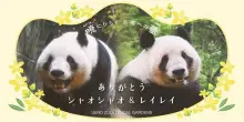 La guerra dei panda, Pechino a Taiwan: non li regali al Giappone