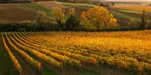 Consorzio Vini Soave: a fine 2025 +3% imbottigliato e -8% giacenze