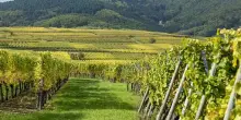 La francese Brut Dargent lancia linea no alcol di Cremant di Jura