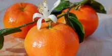 Crollo produzione clementine in Puglia, con punte del 60%