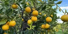 Fruitimprese Sicilia: perso 50% raccolto agrumi per danni ciclone