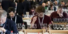 Anteprima Nobile Montepulciano: 22 e 23 febbraio record con 57 aziende