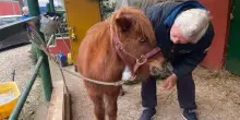 Fise rinnova il suo impegno sociale con &ldquo;Over Pony Motricit&agrave; Plus&rdquo;