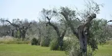 L&rsquo;allarme dei produttori di olio di oliva italiani sul Financial Times