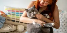 Societ&agrave;, i gatti sono sempre pi&ugrave; i protagonisti delle case italiane