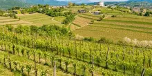 &rdquo;Collio Evolution&rdquo; 2026 mette al centro il Pinot Grigio identitario