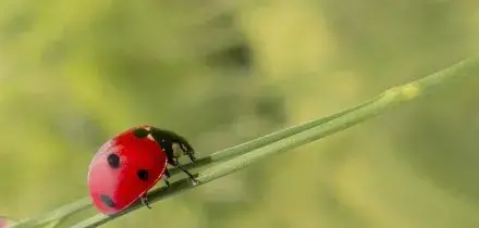 Coldiretti bio: biologico in crescita, urgente trasparenza prezzi