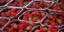 Aumenta produzione fragole, prezzi all&rsquo;ingrosso -17%