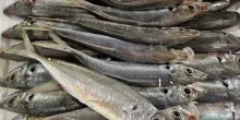 Salgono prezzi sui mercati ingrosso per pesce e ortofrutta