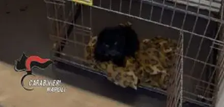 Scoperto canile abusivo nel Napoletano, sequestrati 26 barboncini toy