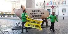 Greenpeace: misure su allevamenti intensivi e nitrati nelle acque