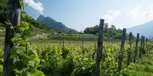 Cavit a Vinitaly rilancia il Pinot Bianco e la Schiava trentini