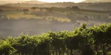 Le Marche al Vinitaly con 106 aziende, puntando su export e turismo