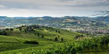Vino, in Emilia-Romagna meno volumi e pi&ugrave; vigneto bio e sostenibile