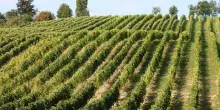 Lollobrigida: Italia pu&ograve; primeggiare nel vino anche in valore