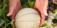 Al via stagione del melone retato, focus su campagna al Macfrut