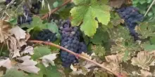 &rdquo;Grape4vine&rdquo;: una nuova difesa della vite contro peronospora e botrite